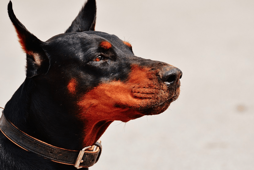 Dog Breeds Best For Added Home Security